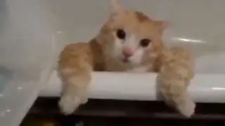 Кот застрял в ванне! Мега ржачь!