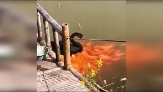 Черный лебедь кормит рыбок