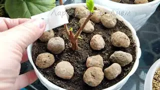 ЧЕРЕНКУЮ/ ГОРТЕНЗИЯ ИЗ СВЕТОФОРА ПОСЛЕ ПОСАДКИ
