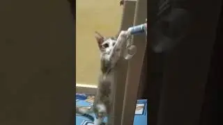 Yaaru munadi nikira 😎 |#funnyvideos #funnydogs #funnydogs #funnycats #gowndamani#cute #vadivelu#dogs