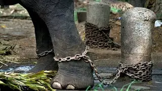 കണ്ണൻ ഓർമയായി, ഇനിയില്ല ഈ ഗജസൗന്ദര്യം | Choisons ambadi kannan elephant | sree 4 elephant