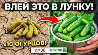 CUCUMBERS HAVEN'T GROWED FOR YEARS... MY NEIGHBOR REVEALED THE SECRET - NOW I'M COLLECTING THEM B...