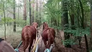 Соломахино Ранчо. Пара рыжих. Таганка и Букашка.