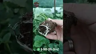 Купчиха в наличии, отправлю ТК СДЕК #рассадаклубники #клубника #дача #garden #огород #сад #лето