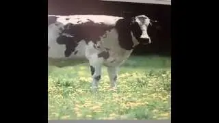 Kurban Nasıl Kesilir ?