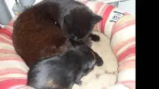 My Guinea Pig Died