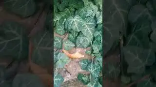 Ох,  какой большой и красивый плющ