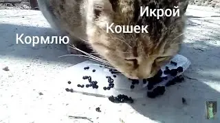 Кормлю кошек чёрной и красной икрой