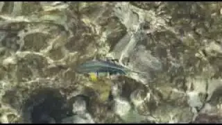 Sharm el Sheih Domina Coral Bay Пляж отеля Домина шарм эль шейх