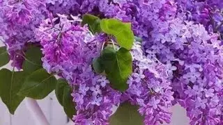 Влог 12.05.2024г: Обзор моих растишек после майских морозов .Труд-Май-Морозы!