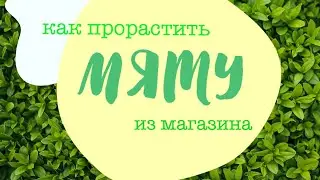 Как проращивать зелень дома