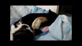 Cass, Merlin & Muffin