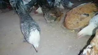 الفيومي مزيان في البيض اما لحم هزيل