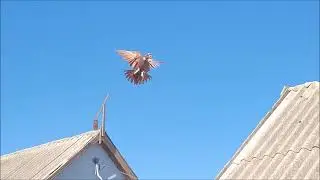 Голуби бойные Благодарненские. В гостях у Михаила, село Александрийское.