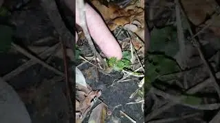 Вечнозелёные дубы