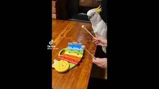 Попугай музыкант