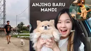 Anjing Baru Mandi | Lari Sore Bareng Olaf - Daily Vlog