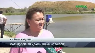 24.08.2024 ж.  TURKISTAN NEWS: БАЛЫҚ ӨСІР, ПАЙДАСЫ ОНЫҢ КӨЛ-КӨСІР