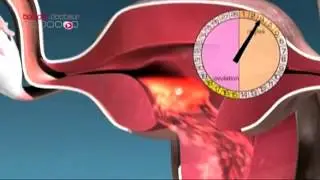 Etapes Du Cycle Menstruel