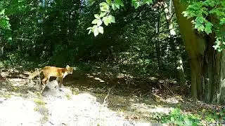 Relaxed (And Pooping) Red Fox Adult