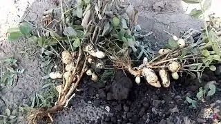 Арахис на участке продолжение