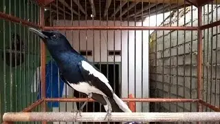 PANCINGAN KACER TARUNG EMOSI TINGGI || MERANGSANG KACER ANDA SUPAYA CEPAT EMOSI DAN TARUNG KONSLET