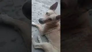 Funny video. dog.
