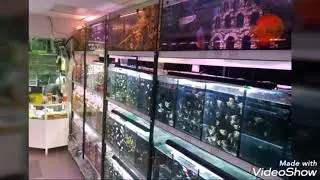 Открытие зоомагазина ЗОЛОТАЯ РЫБКА И ЗЕЛЕНЫЙ ПОПУГАЙ