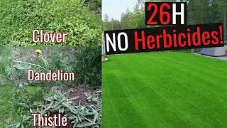 Get Rid of Unwanted Weeds Without Chemicals--Here's How!