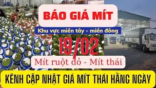 Giá mít hôm nay - giá ít thái - giá mít ruột đỏ hôm nay ngày 19/2/2023