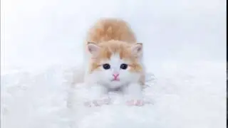 пщщ - Google.ru