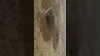 Ямы для гусиной охоты