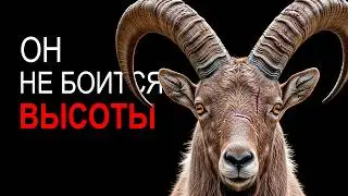 THE MOUNTAIN GOAT IS THE ULTIMATE CLIMBER OF THE ANIMAL KINGDOM!