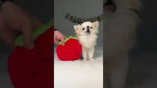 🤣 СОБАКА ЗАПЕВАКА 🤣 #shorts