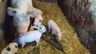 Відгодівля поросят в домашніх умовах