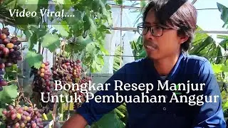 [Revealing Secrets] An Effective Recipe to Make Fruitful Grapes