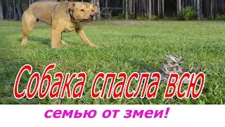 Собака спасла всю семью от змеи!