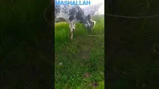 #viral #viralshorts #eidmubarak #youtubesearch #youtubeshorts #ranked