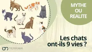 Do Cats Really Have 9 Lives? Myth or reality ? #MythOrReality #Cat #NineLives