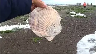 Гребешок 2018  Сахалин