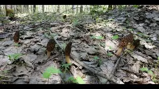 Где и как растут сморчки.