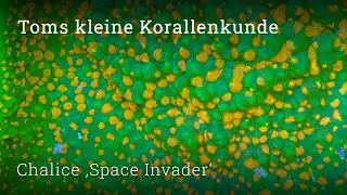 Space Invader Chalice – The perfect beginner LPS! Care, keeping & tips | Tom's Coral Knowledge