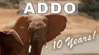 Addo ELEPHANTS over 10 years