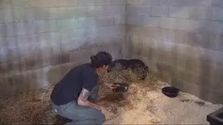 Potbelly pig pursuit in Lancaster County ends with happy hog and happy ending