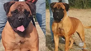 इस Bullmastiff ने सारे रिकॉर्ड तोड़ दिए|No.1 Bullmastiff Of India|Shubh Kennel