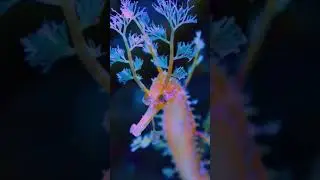 🐉 Is there anything more exotic than a Sea Dragon? Such beautiful creatures! 