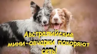 Австралийские мини овчарки покоряют сеть  Australian mini shepherds conquer the Internet