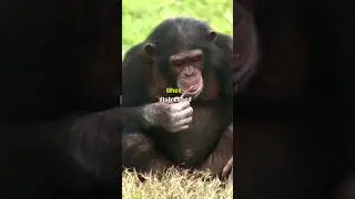 Do Chimpanzees Cry? #Chimpanzees #AnimalBehavior #PrimateEmotions