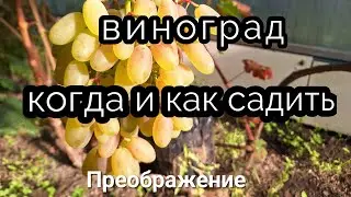 когда и как садить виноград в 2024г