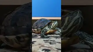 Dancing turtle (part 5)
